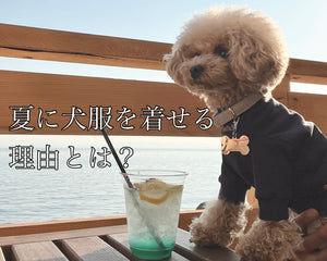 夏に犬服を着せる理由とは？メリットやデメリットもご紹介！