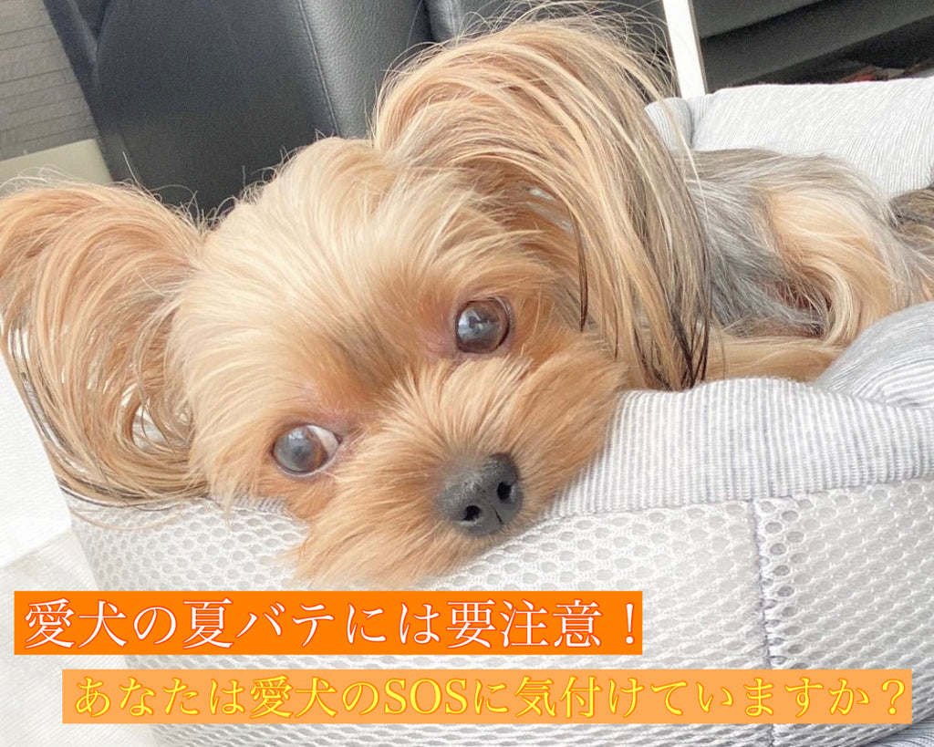 愛犬の夏バテには要注意！あなたは愛犬のSOSに気付けていますか？