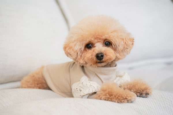 オシャレな犬服（Lune/Beige)